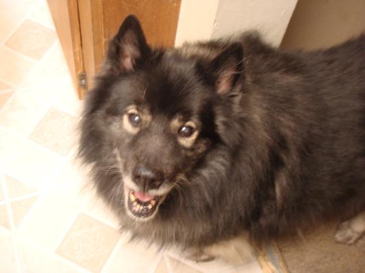 Big Sister Keeshond: "Ruby", a.k.a. "Sweet Ruby-RooRoo"