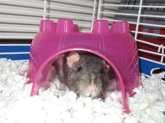 petite female rat with a size mini igloo