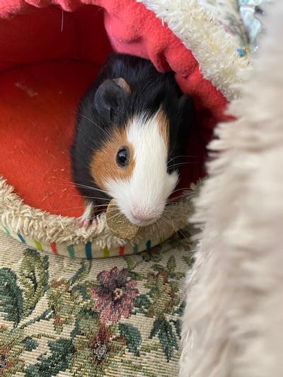Stuart (52 days old) loves his treats!