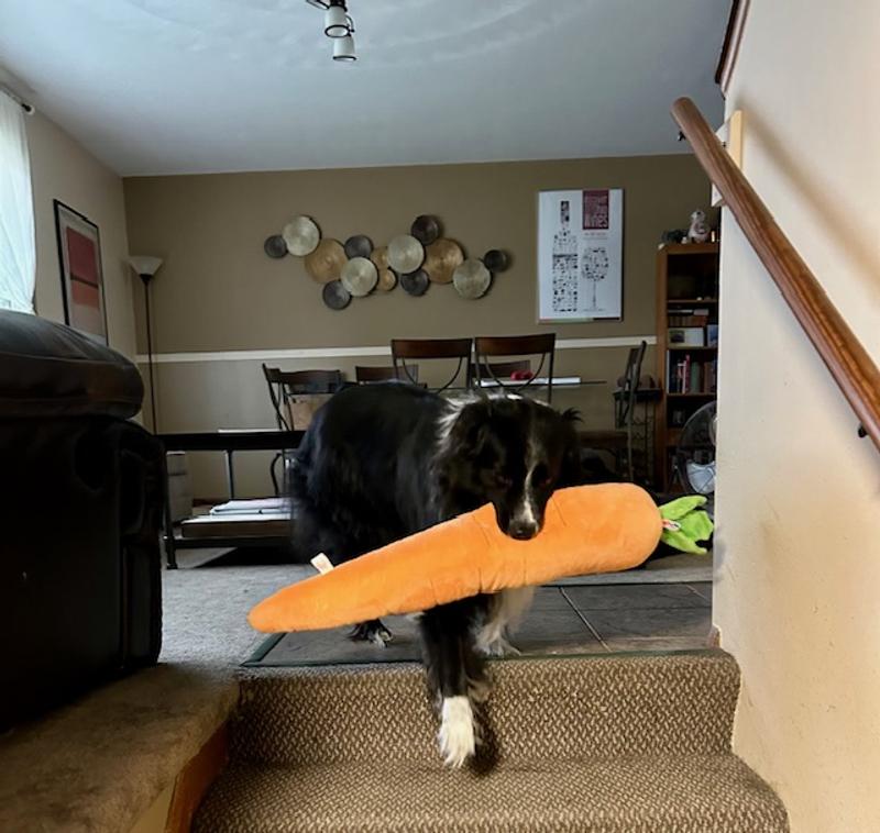 Lucy and the Giant Carrot
