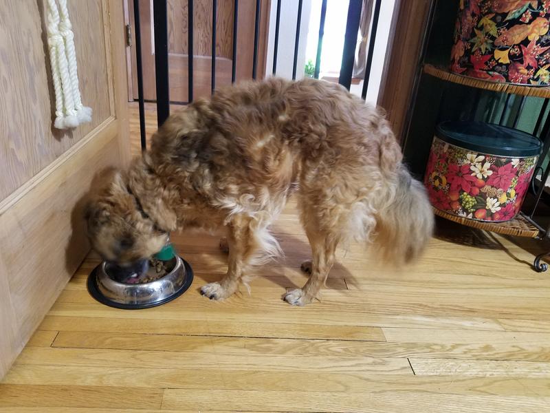 Gustav excitedly tearing into his kibble.