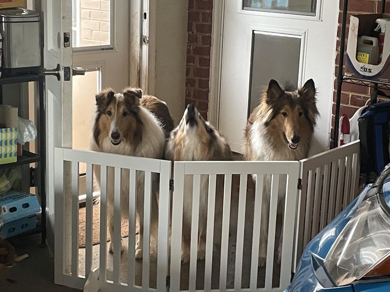 The welcoming committee!