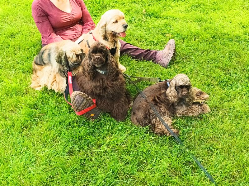 Happy dogs healthy life..