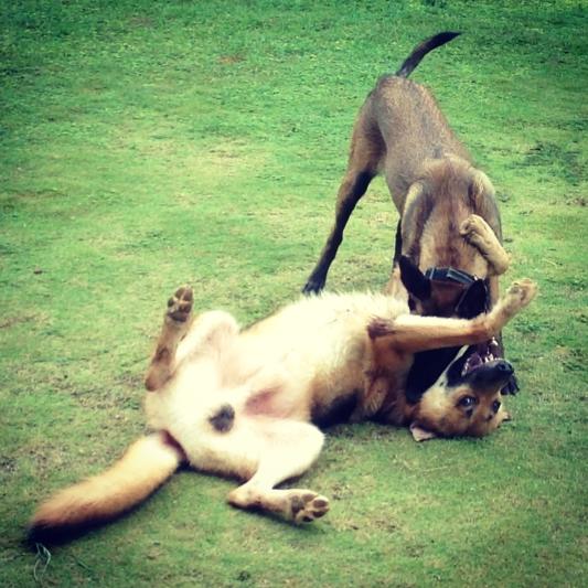 Belgian Malinois versus Gerberian Sheepsky II