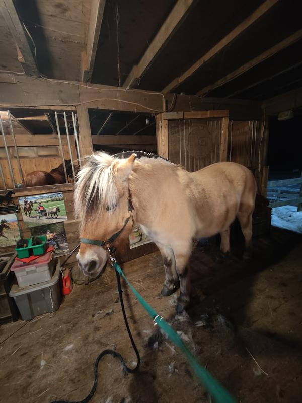 After a quick clip with the Wahl KM Supera clippers. This horse was very wiggly, but the clippers glide through his thick mane making the job a lot more manageable.