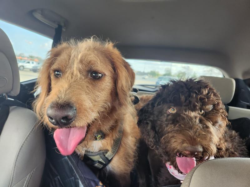 Peanut and Zoey love Natural Balance