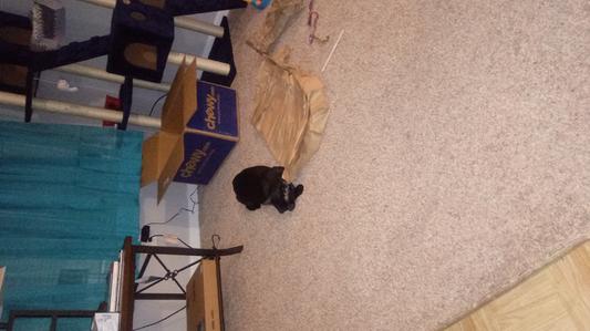 Happy Groomed Franklin