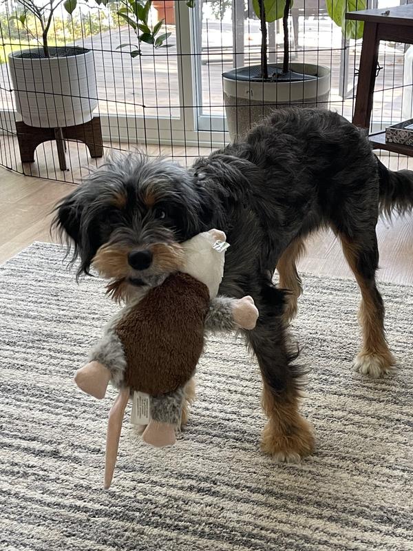 Catty with her opossum