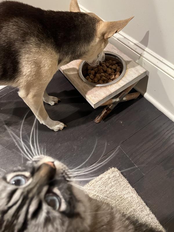 Munch is jealous he doesn’t get a bowl too