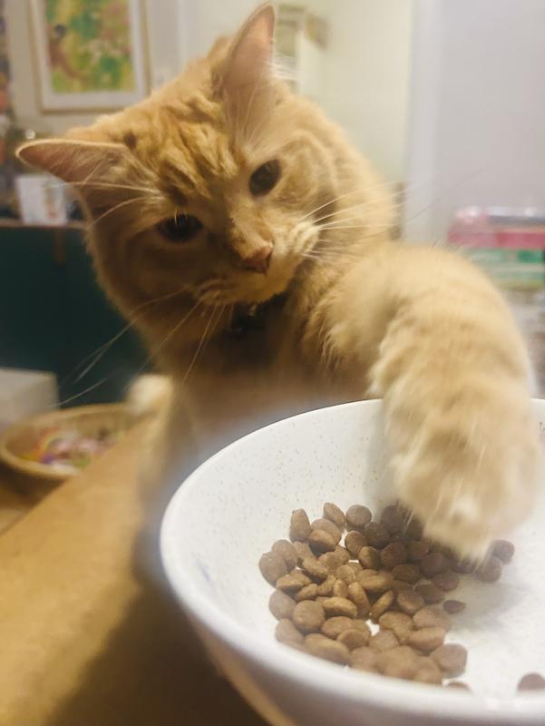 Can’t wait for me to put his dish down.