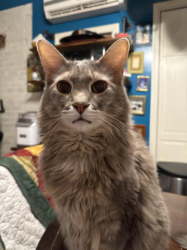 This is a picture of my mad scientist, cat for reference