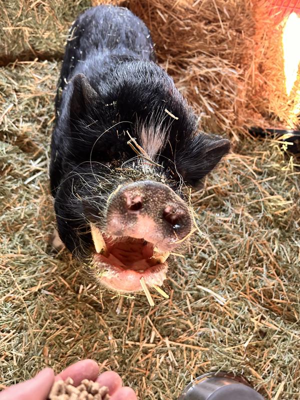 Put Nature’s Match in my mouth please. -Silly Pig