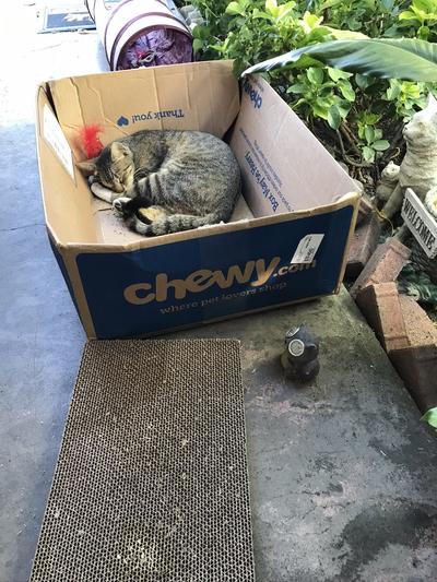 I love my Chewy box