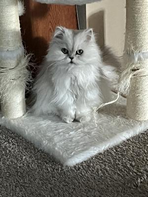 Juniper my Persian princess.