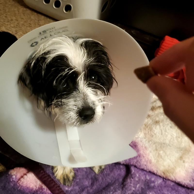 Guppy waiting for her treat.