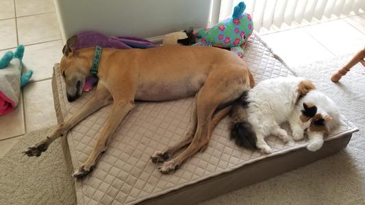 Jumbo is big enough for sharing