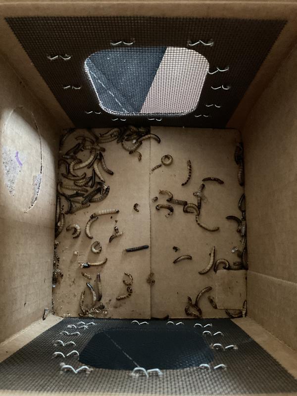 All dead except between 6-8