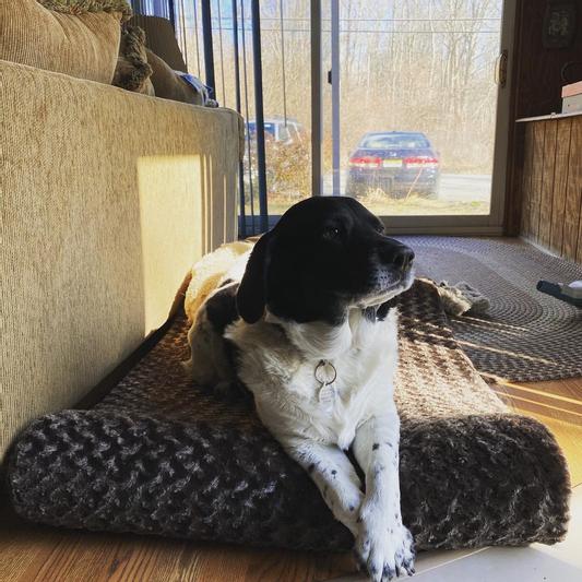 Finnigan on his new bed.