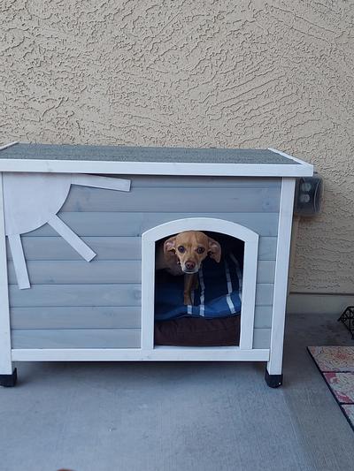 Jasper loves it. Happy pup, happy parents!