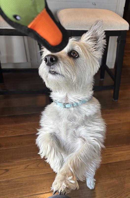 One tough duck toy!