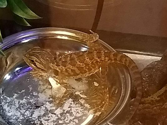 Orenstein eating his dubia roaches with vitamin Supplement