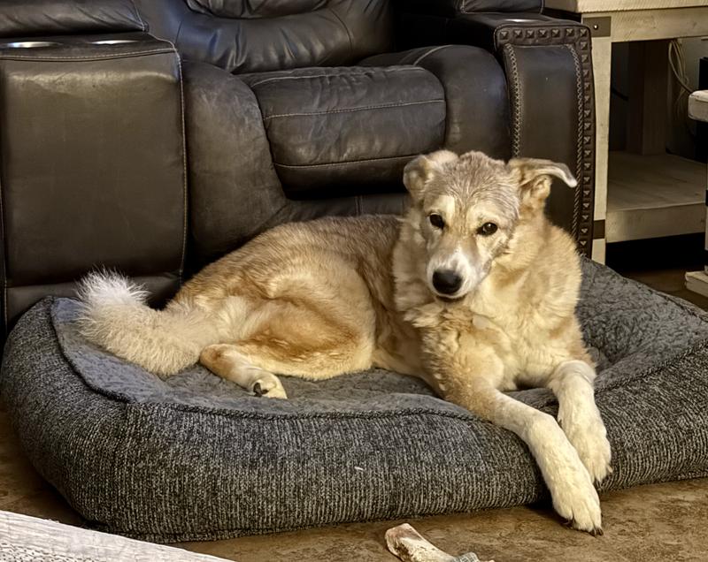 Sadie loves her new bed.