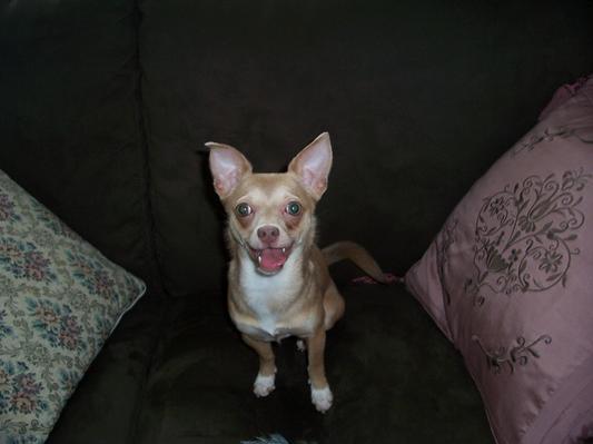 My Miss Pickles in her younger years.