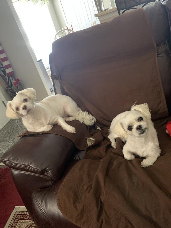 My sweet girls relaxing in their love seat