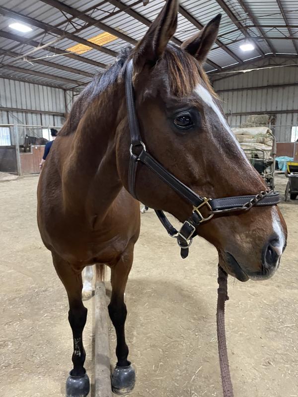 Hand walking with pole work