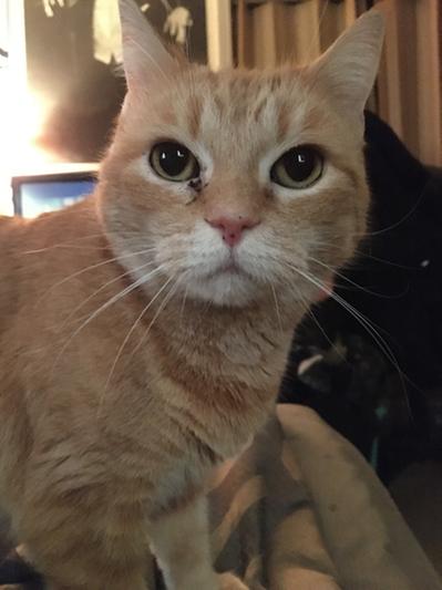 What her eye gunk looks like.