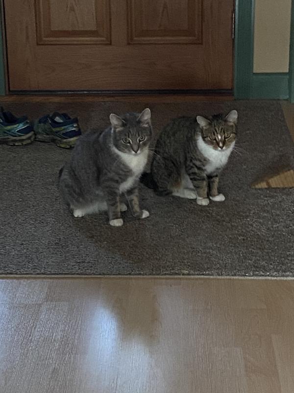 Meet Morgan and Maggie - we Love them to pieces