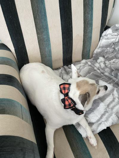 Roxie loves her new collar!