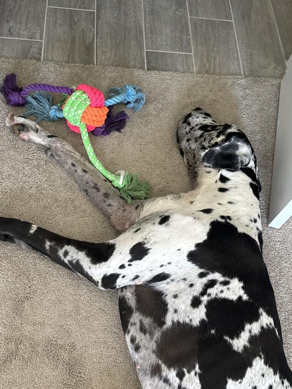 Size reference, he’s not quite two and about 165 lbs.