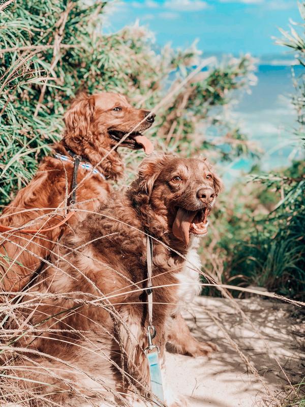Leo & Jax living their peak lives!