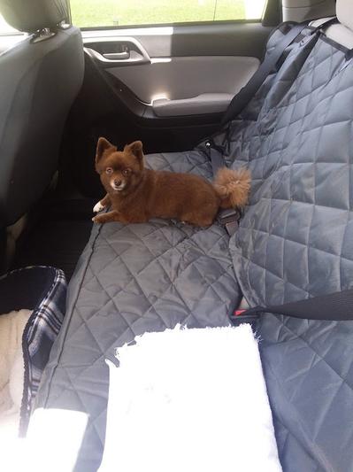 Dog Approved!