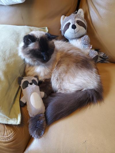 My 21-year old, Weasel, nearing the end of his days but comforted by toys.