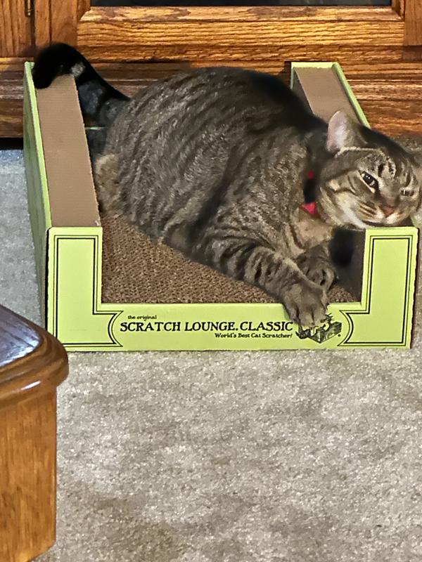 Cat scratch outlet lounge