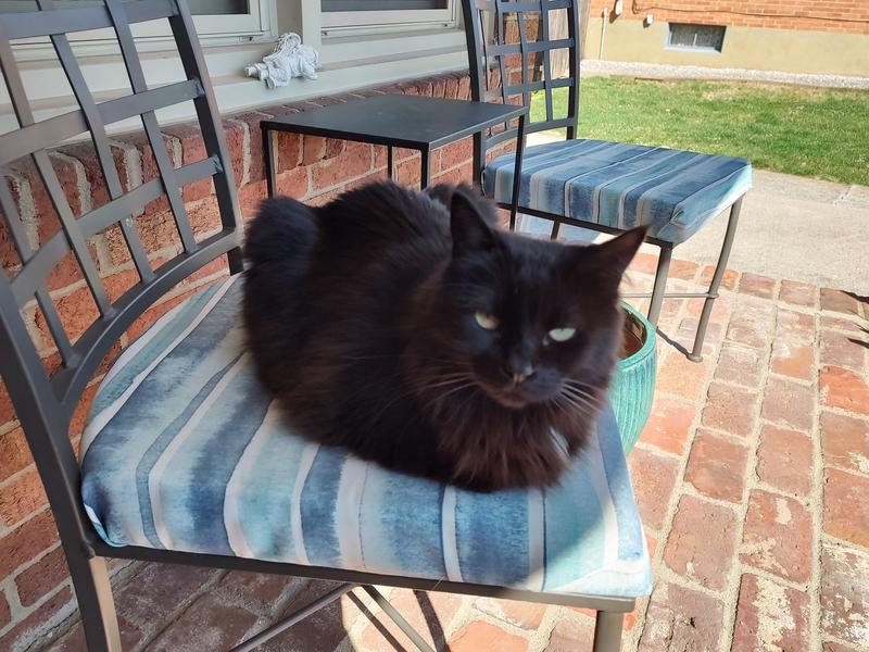 Our older lady is feeling great and no more stones