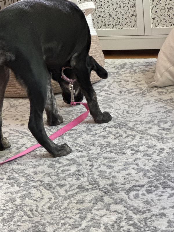 the loop hangs down from the collar - I don’t like it