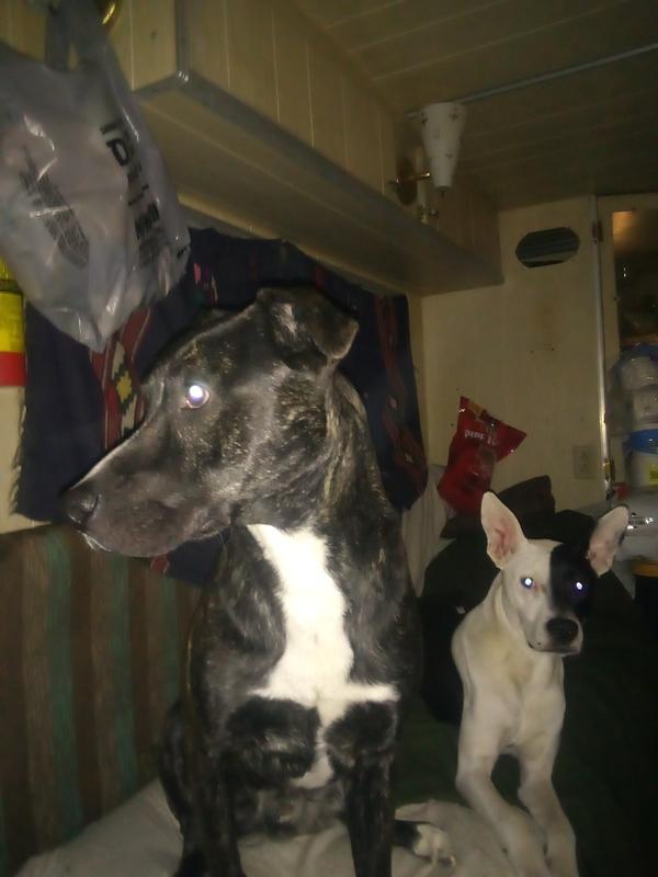 Badger and Opossum love their Diamond food!!