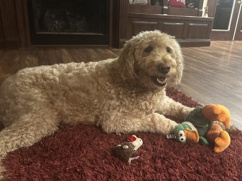 Christmas present.  It’s still intact today.  Loves it.