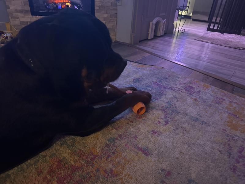 DOWNTOWN PET SUPPLY 12-inch Premium USA Jumbo Bully Sticks Dog Chew, 1 ...