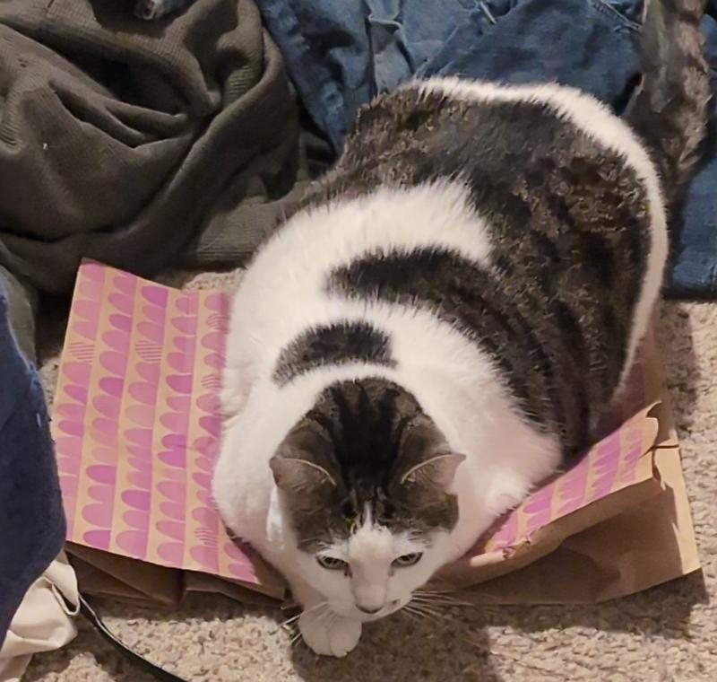 She's kneading at the edge with her front feet, even as she's fully laying on it