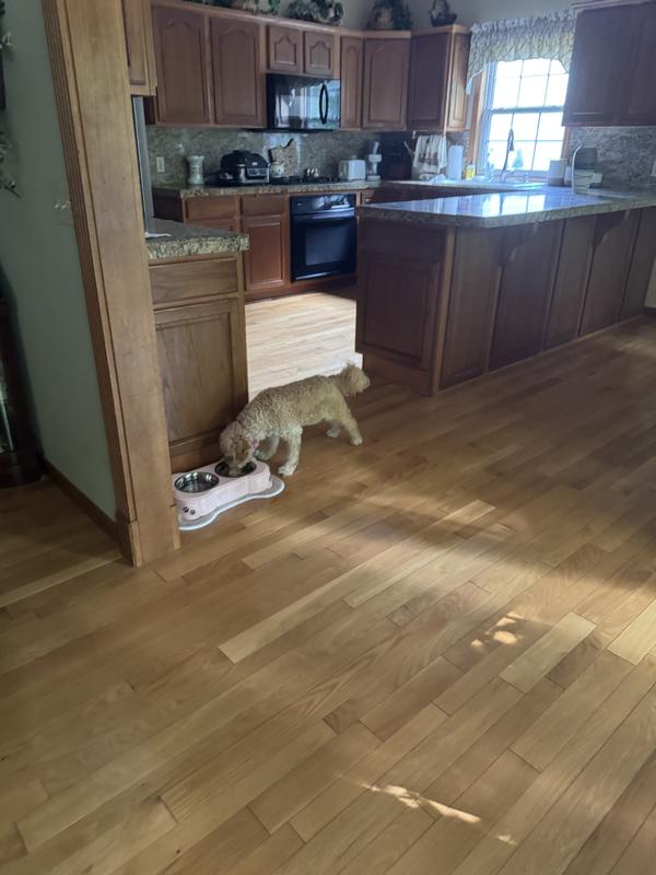 Tootsie eating her grandma Lucy‘s  three bears chicken freeze dried dog food. It’s a hit with Tootsie!