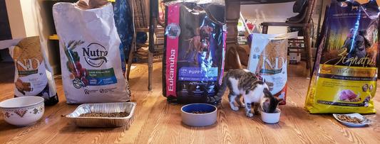 The line up (with kitty showing us his favorite)