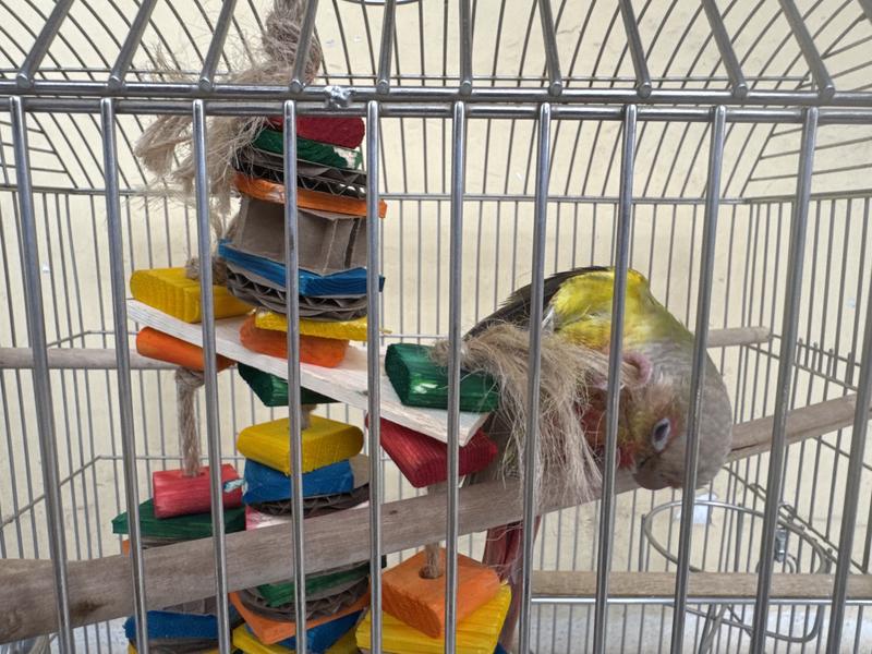 Happy Bird now playing