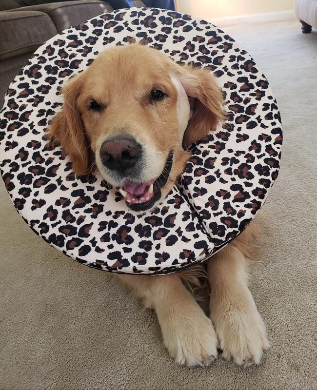 Happy Boy with his new safety collar!