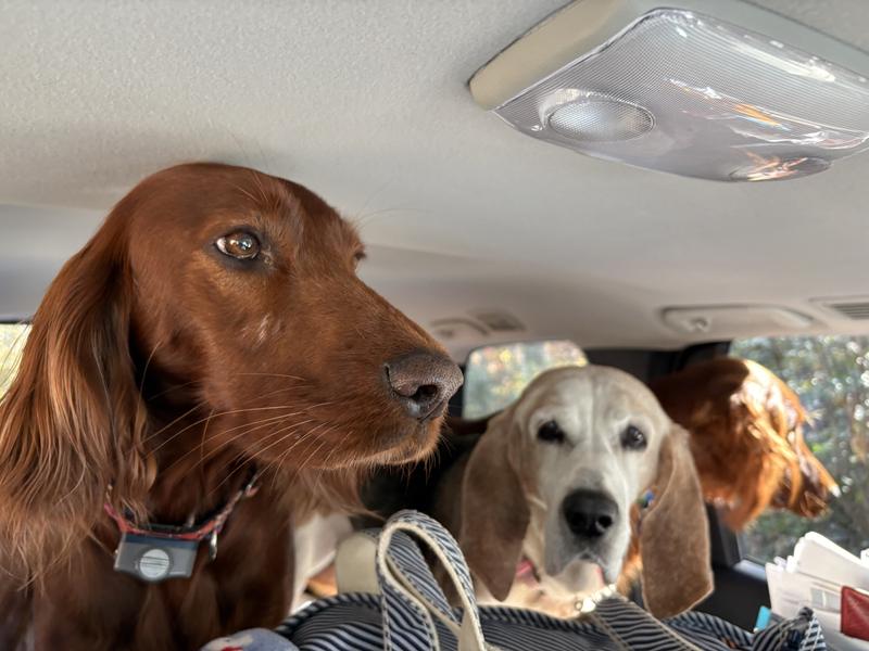 Marley the beautiful American Foxhound.