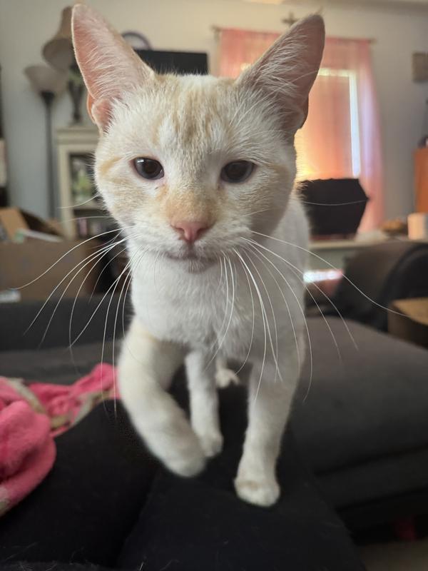 MIRACLE CARE Liquid Bandage Spray for Dogs & Cats