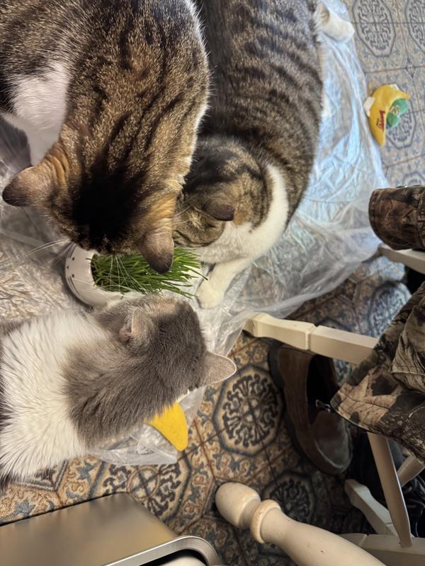 Max Milo and Violet approved